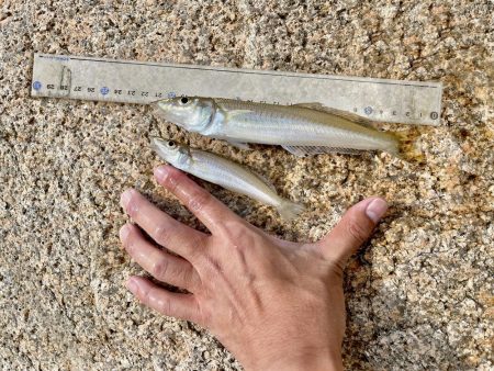 落ちギスを狙って大塩でキス釣り